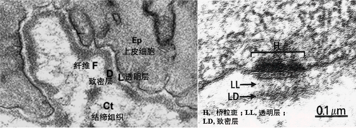 肾小管结构:内褶与细胞基底面垂直;内褶间含有与其平行的长杆状线粒体