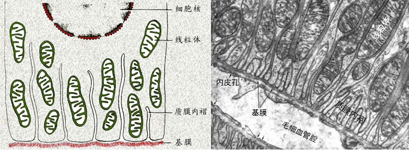 图2-6-3 质膜内褶结构示意图(左)及电镜像(右)