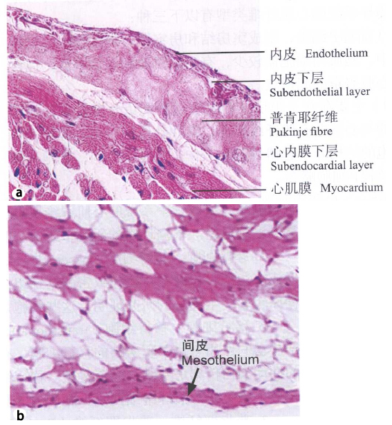 心肌膜:由心肌(内纵,中环,外斜)构成 心房肌纤维短而细,部分细胞含心