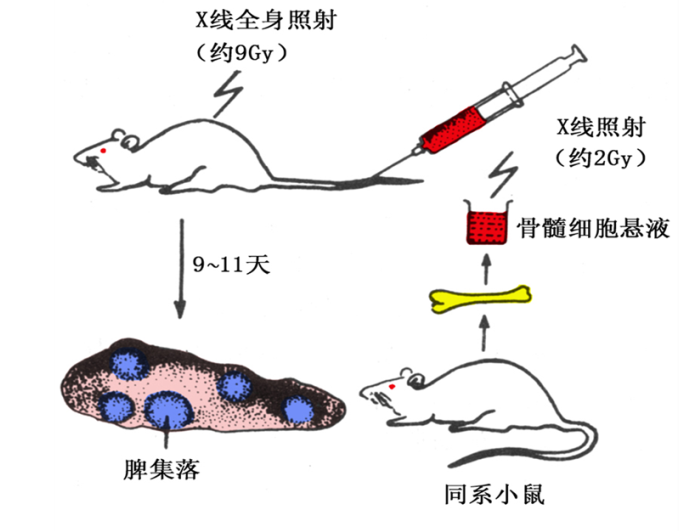 造血干细胞的发现,最初是通过小鼠脾集落和体外细胞集落形成实验证实