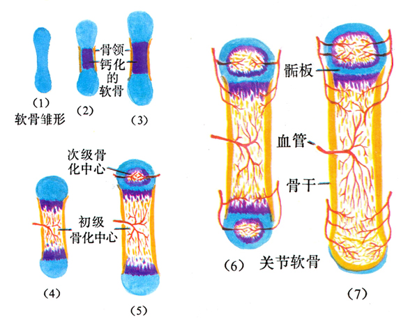 骨的生长骨外膜中的骨祖细胞分化为成骨细胞,在骨干表面添加骨组织,使