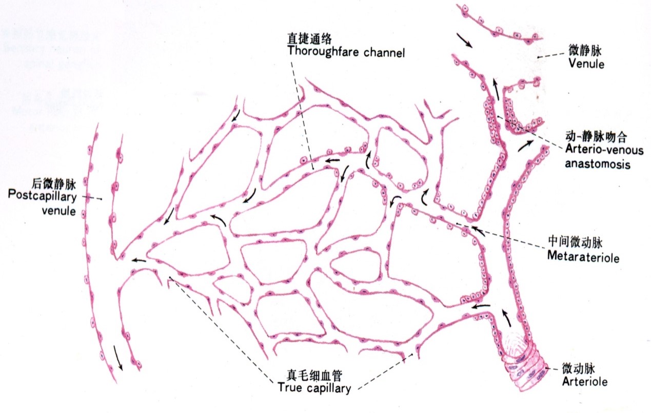 2.毛细血管前微动脉和中间微动脉 3.