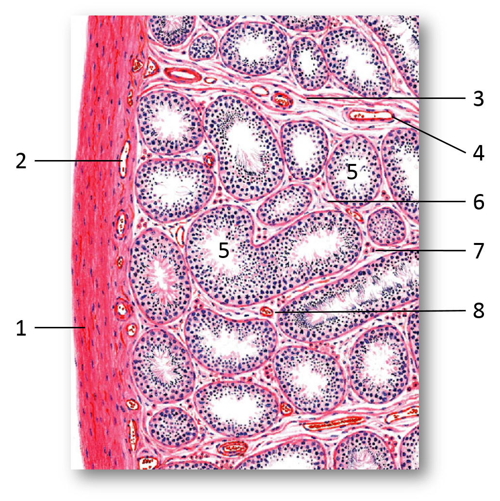 Diagram of the testis showing the tunica albuginea. 