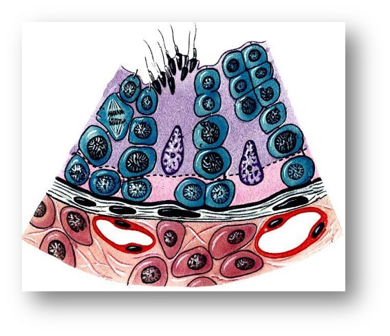 血-睾屏障 Blood-testis Barrier