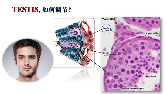 睾丸是如何调节男人的第二性征的？