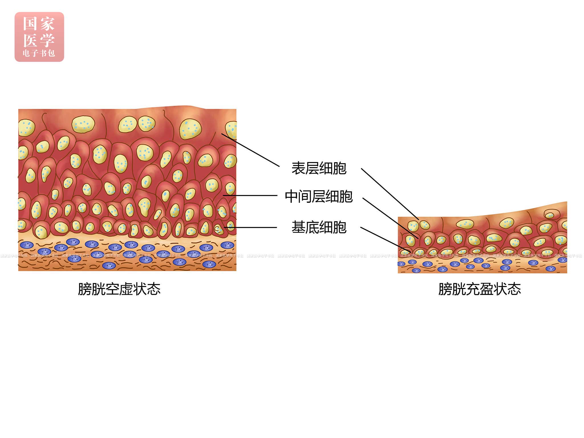 移行上皮细胞图片