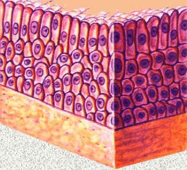 图2-2-5 复层柱状上皮模式图图2-2-6 睑结膜示复层柱状上皮 40×last