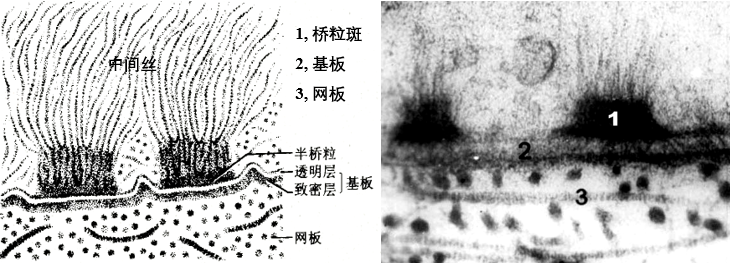 cells to the basal lamina结构:桥粒一半的结构(见"桥粒") only