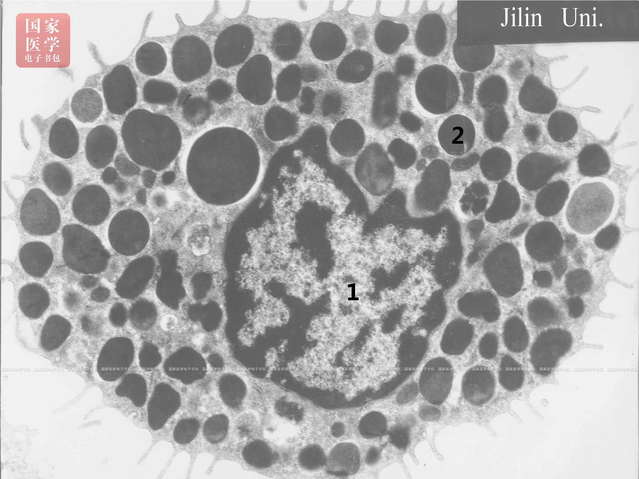 细胞膜电镜图图片