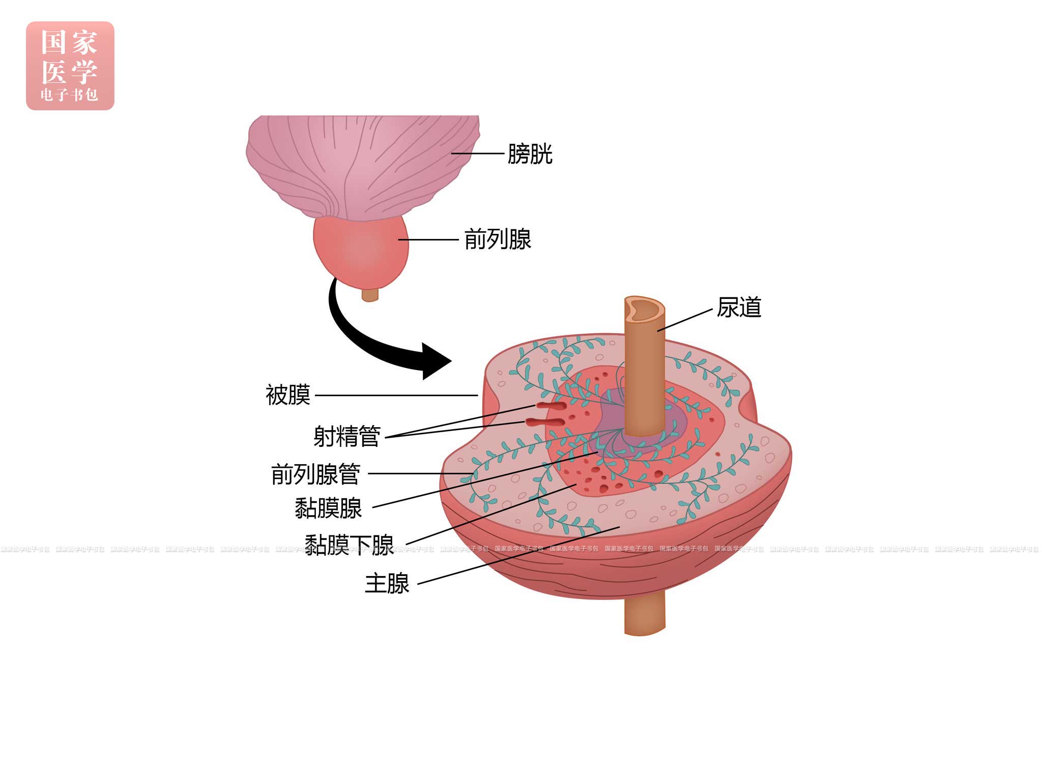 组织学: 正文