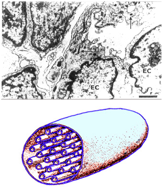( 3 ) w-p小体:w-p小体又称细管小体( tubular body ),是内皮细胞特有