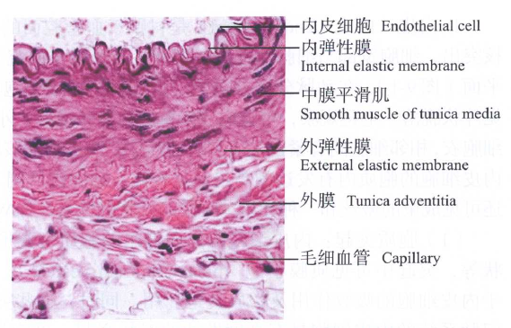 横切he x400)(四)血管壁的营养血管和神经管径1 mm以上的动脉和静脉管