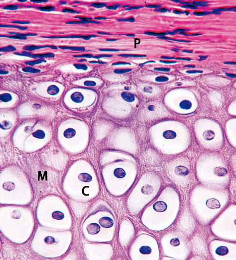 细胞骨架光镜图图片