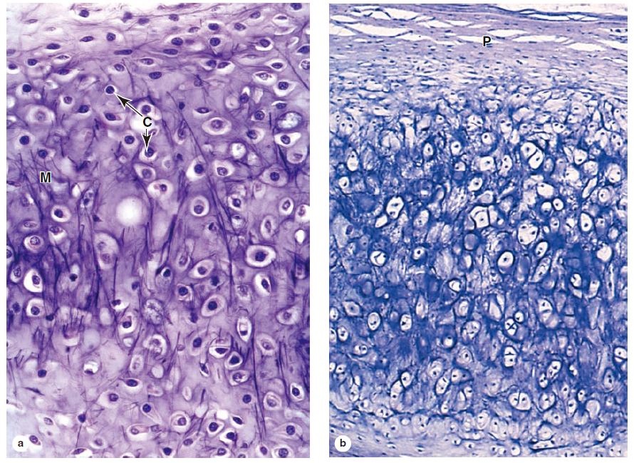 (图5-4弹性软骨的组织结构和透明软骨很相似.