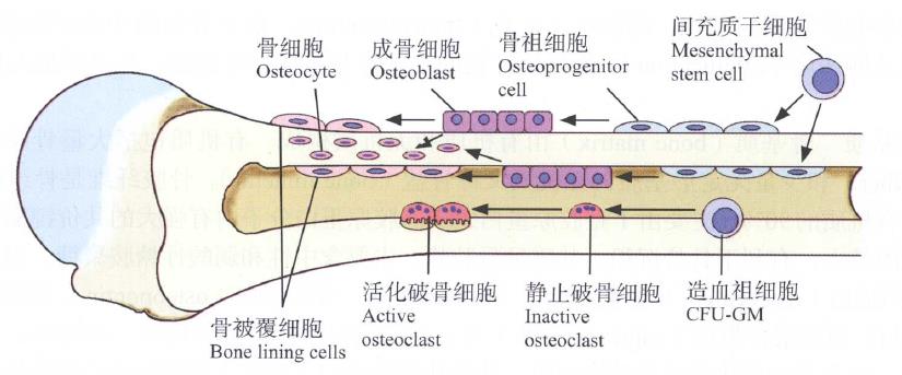 骨组织 模式图片