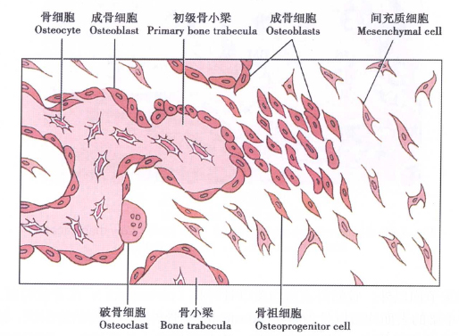 成骨细胞手绘图图片