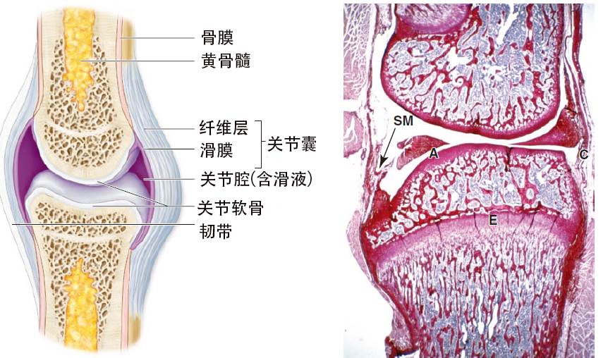 外层纤维排列紧密,与骨端的骨外膜连续,维持关节的稳定;内层较疏松