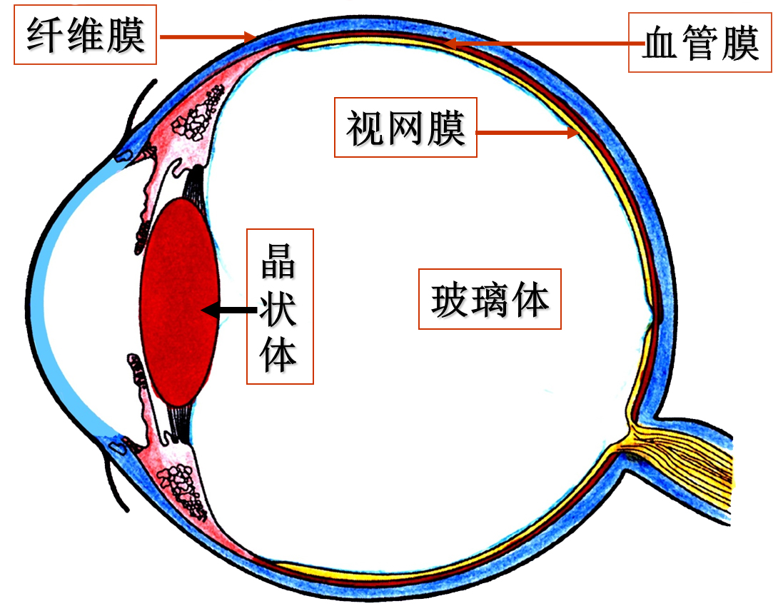 虹膜组织结构图图片