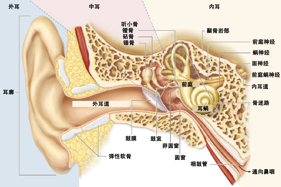 外耳结构简图图片