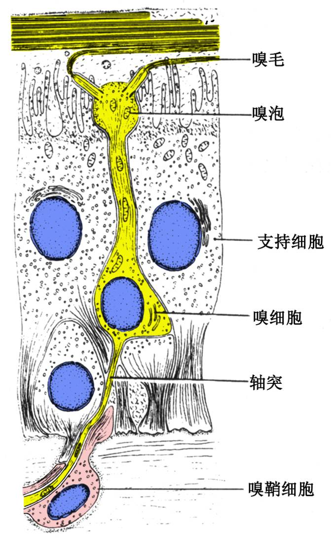 知识点01鼻腔的组织构成